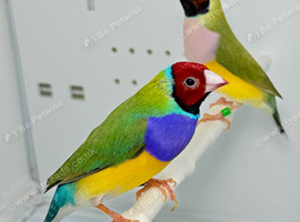 Beautiful pair of red head Gouldian finches