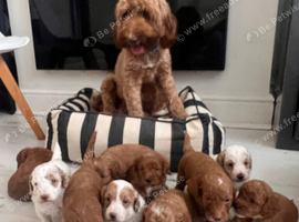 Outstanding Australia Labradoodle Puppies