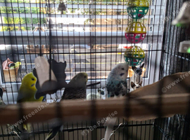 Budgies
