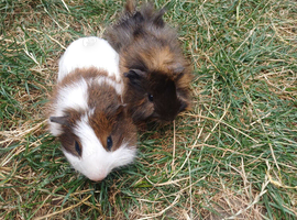 2 brother guinea pigs ready for the new homes