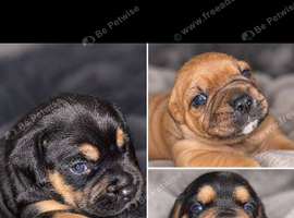 Rottweiler Mastiff X Jack Russel King Charles Cavalier