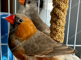 Stunning pair finches