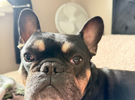 French bull dog for stud