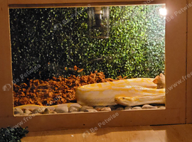 Albino Burmese python
