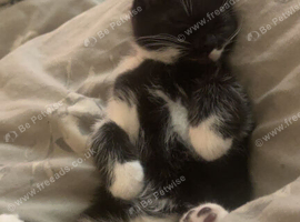 Male kitten