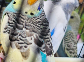 Baby budgies for sale 2 months old