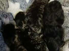 boy kittens