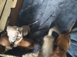 3 boy puppies