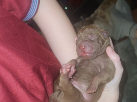 6 beautiful shar pei pups