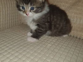 I have 2 cute kittens, they are boys with blue eyes.