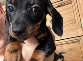 Mini dachshund