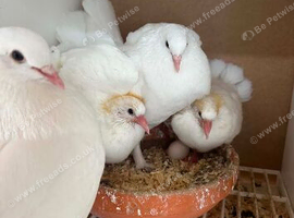 Fantails
