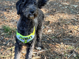 Gorgeous indie looking for her forever home