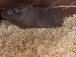 Male Guinea Pigs for sale