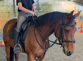 16.2hh 6 year old tb alrounder mare