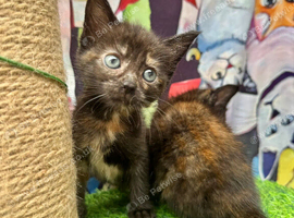 FLUFFY TORTIE FEMALE KITTENS 2 LEFT