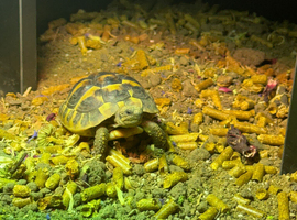 Herman&rsquo;s tortoise