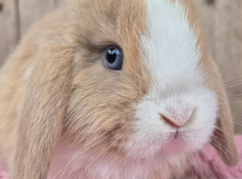 Mini lop baby boys ready now