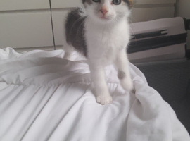 Kittens