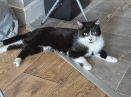 Domestic medium-longhair