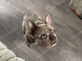Frenchie for sale