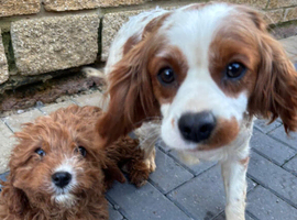 Cavapoo girl
