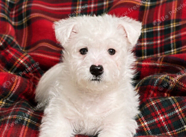 Adorable west highland terrier puppy