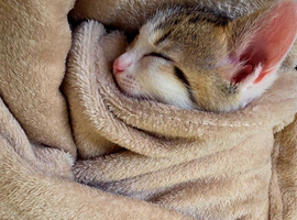 Lola the kitten