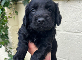 Outstanding cocker spaniel puppies