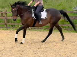 15.3 mare