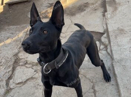Mali x Doberman female