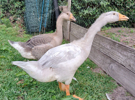 2 Chinese X Embden goslings
