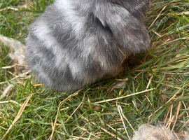 Mini lop
