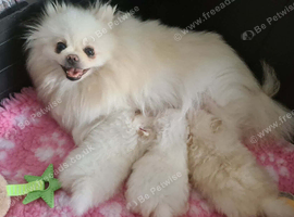 Stunning KC teddy bear Pomeranian Puppies