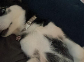 Laika The Husky