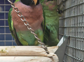 RARE- Moustache Parrots