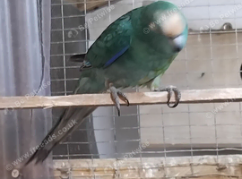 rare kakariki halfsider finger tame