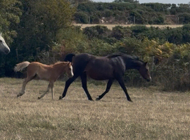 Sweet little companion mare