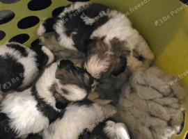 shih tzu puppies