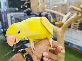 Lutino Alexandrine Baby hand reared