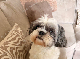 Shih Tzu
