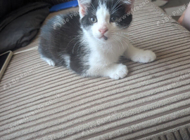 2 male kittens