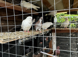 20 mixed coloured fancy pigeons