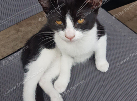 Lovely male kitten, around 3 months old, ready for his new home.