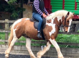 15.2 Traditional Coloured Gelding 13 years