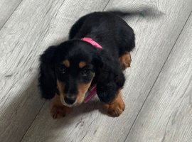 Kc reg mini dachshund