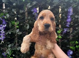 Stunning Golden KC Registered Show Cocker