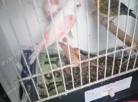 Nice pair morfic canary