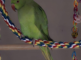 Ringneck/cage