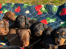 Miniature dachshund puppies